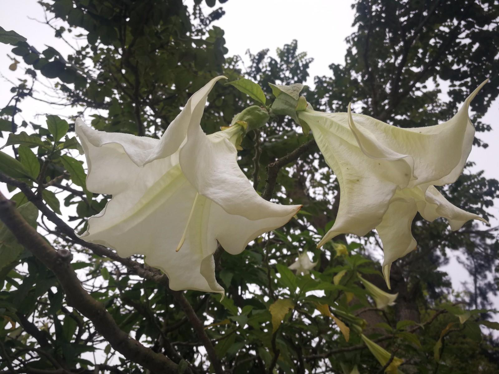 佛教圣花巡礼之二 曼陀罗花 众多传说 寓意非凡