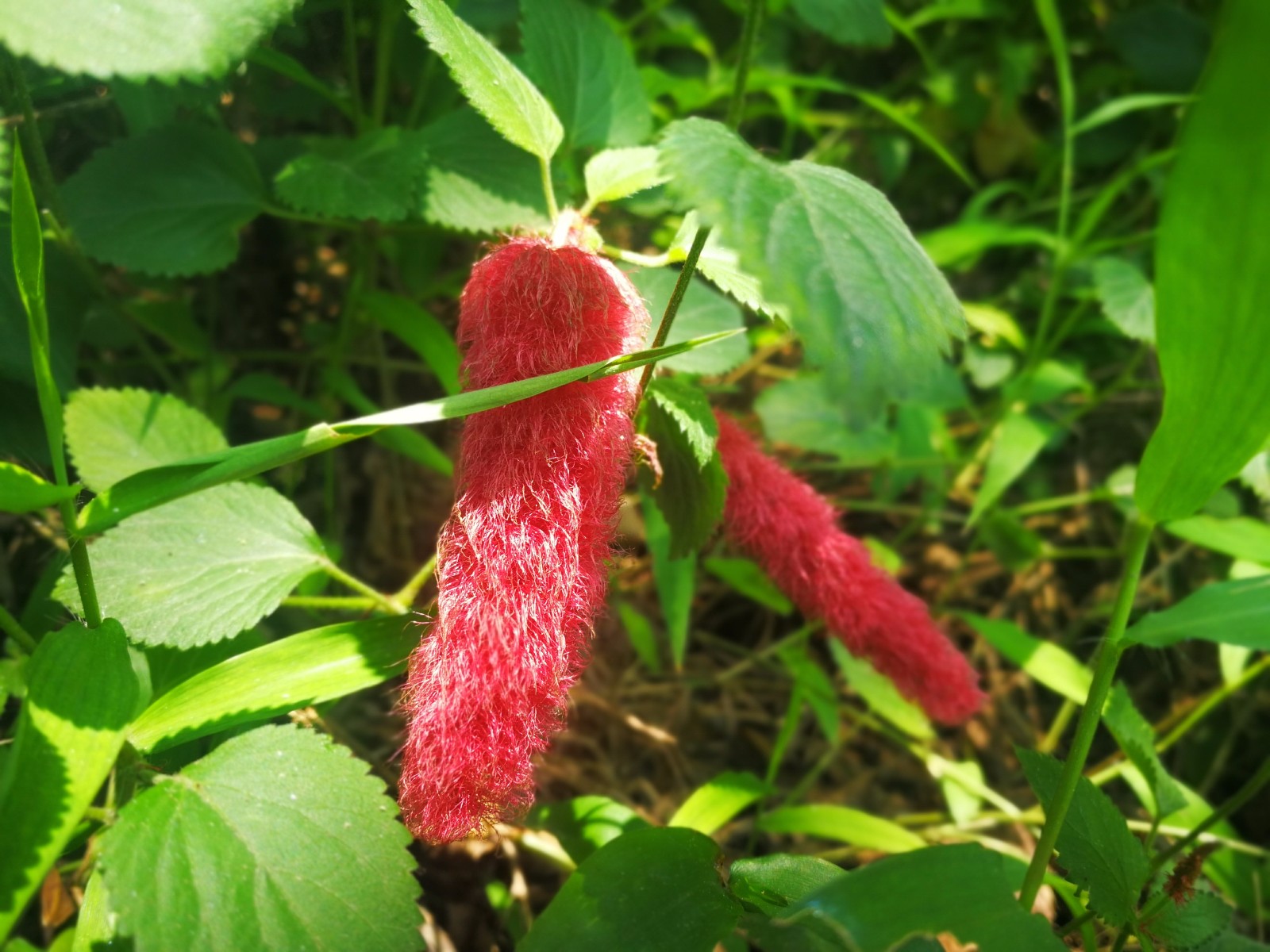 万绿从中串串红红尾铁苋寓意岁岁红火犹如舞动的精灵