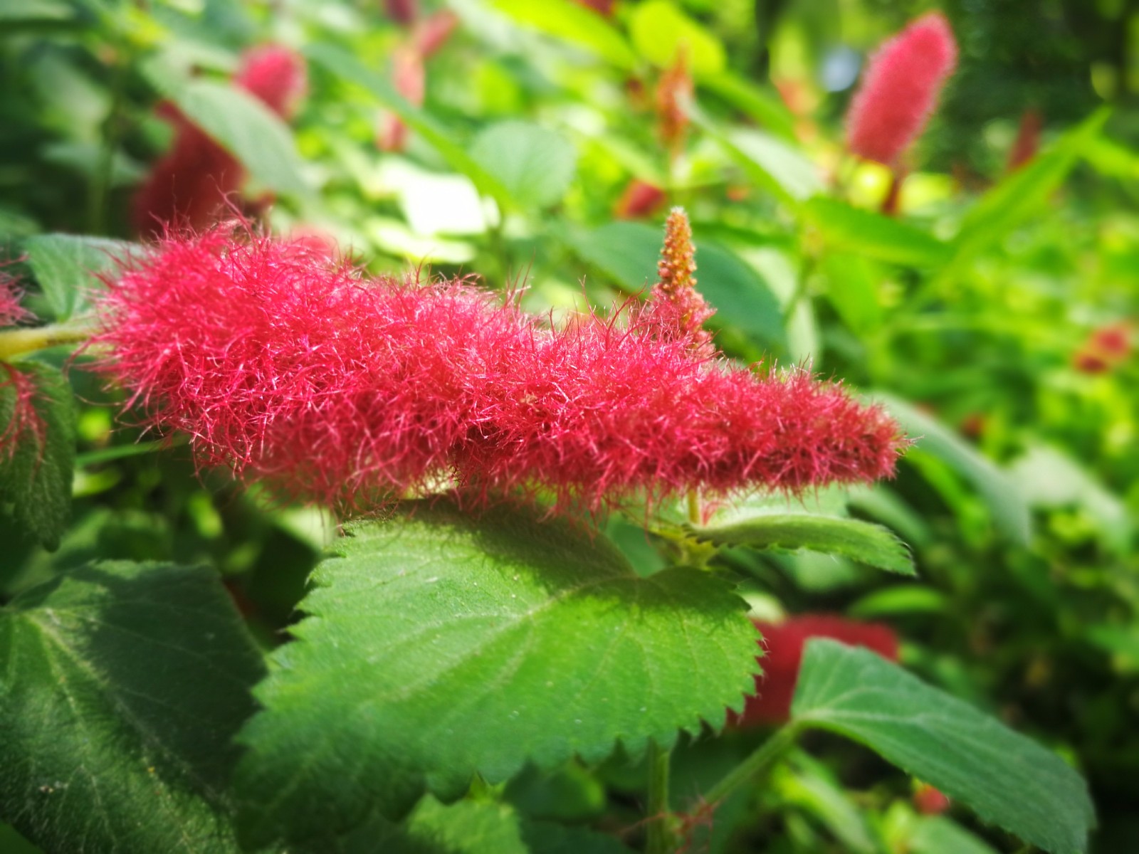 红尾铁苋寓意"岁岁红火",犹如舞动的精灵|精灵|栽培|铁苋菜_新浪新闻
