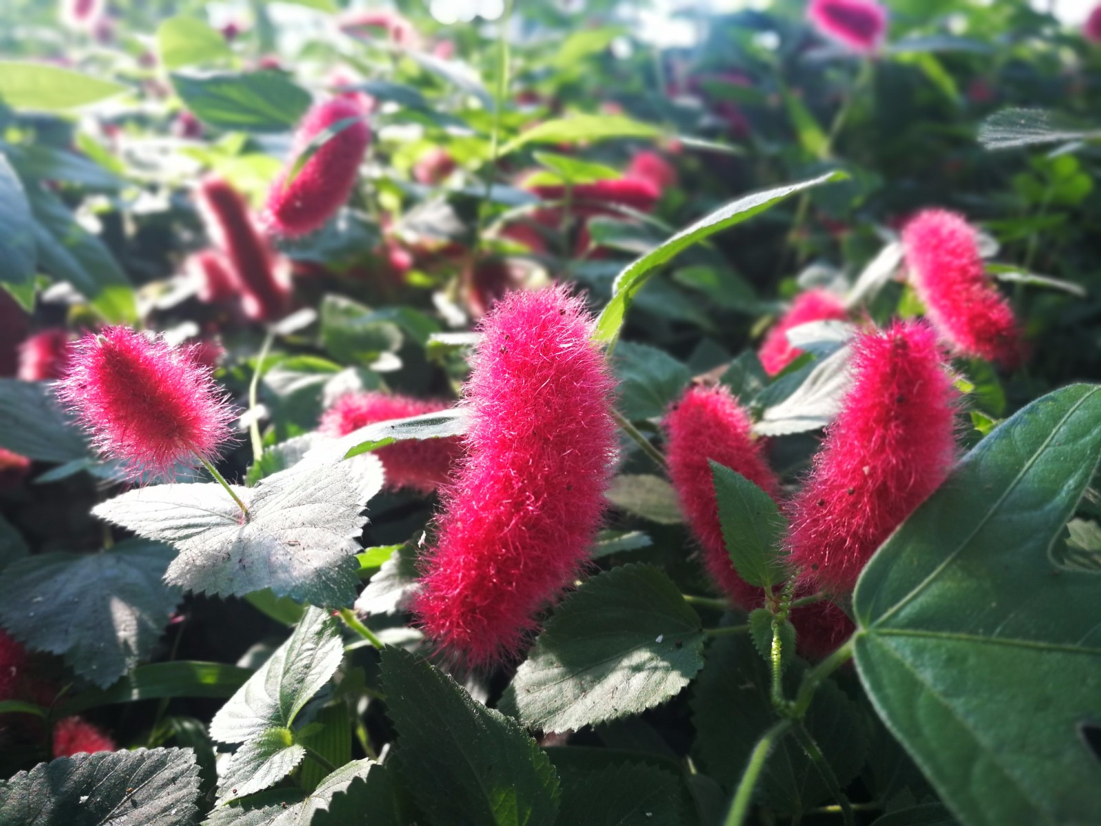 红尾铁苋寓意"岁岁红火",犹如舞动的精灵|精灵|栽培|铁苋菜_新浪新闻