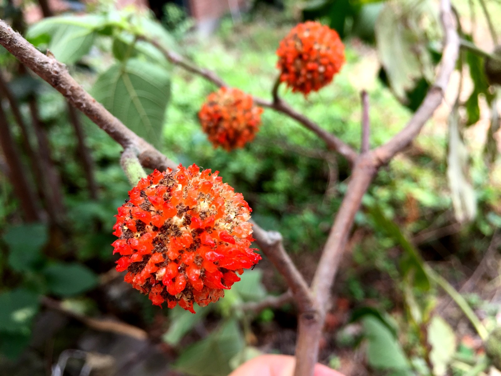 农村这种路边小野果,人们怕中毒不敢吃,看上去像个红球很喜庆