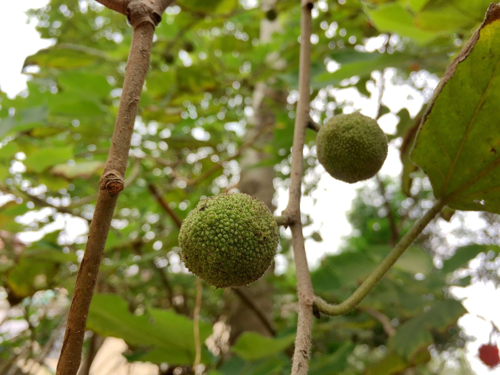 农村这种路边小野果,人们怕中毒不敢吃,看上去像个红球很喜庆