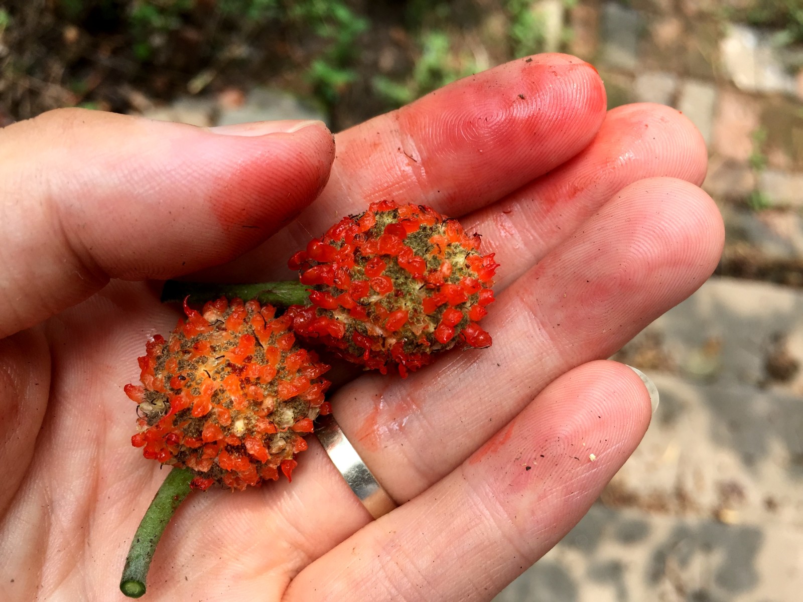 农村这种路边小野果,人们怕中毒不敢吃,看上去像个红球很喜庆