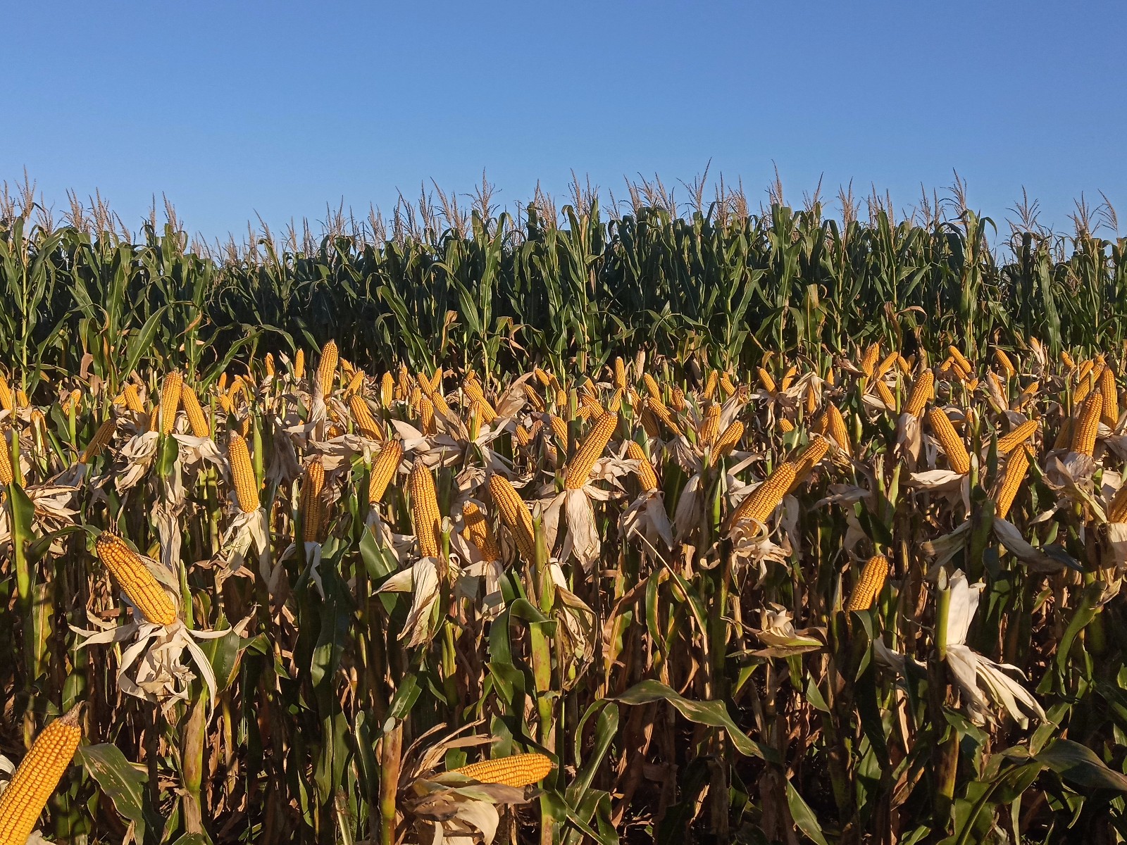 东北种这样的玉米,怎么能不丰收