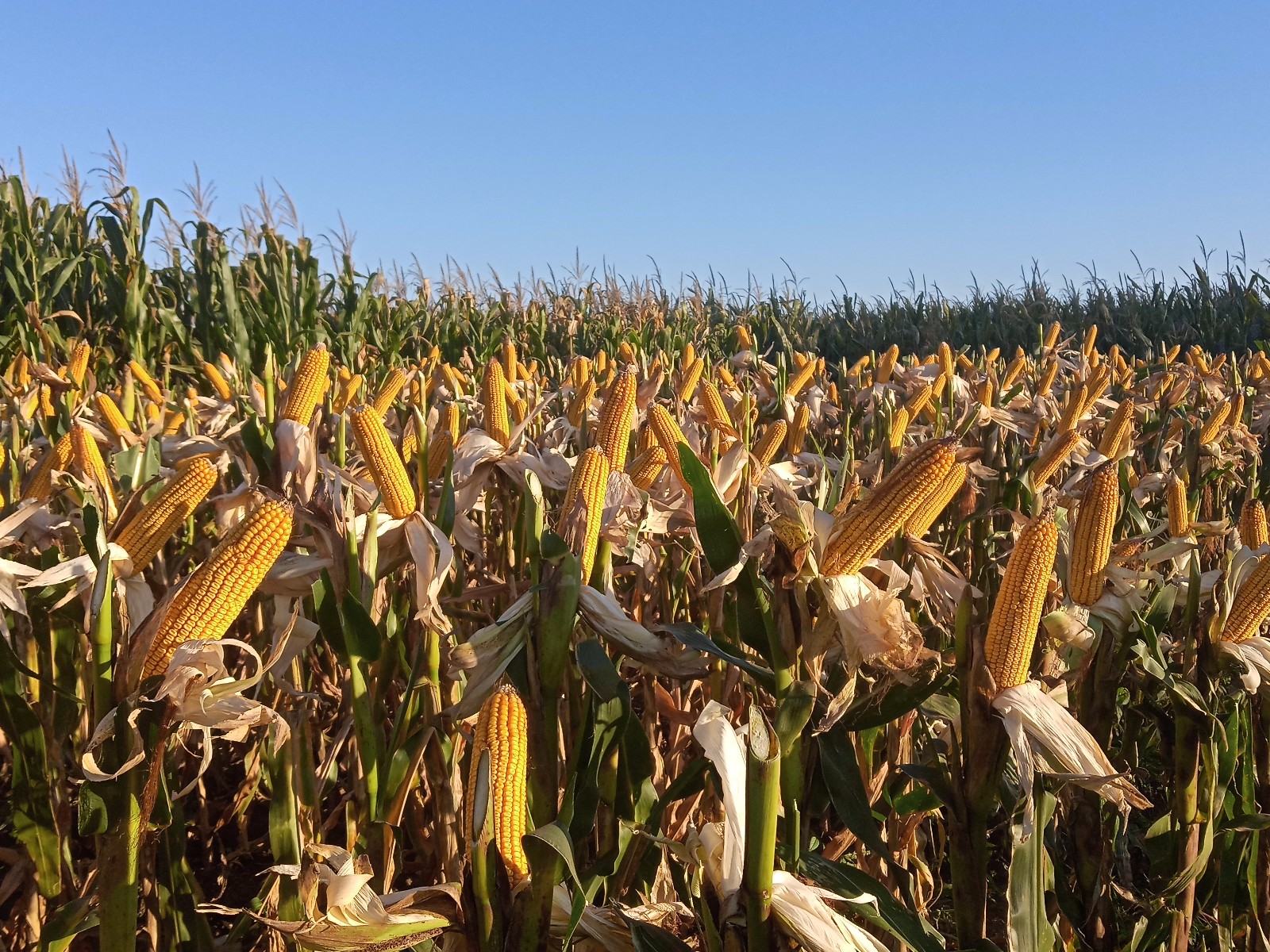 东北种这样的玉米,怎么能不丰收