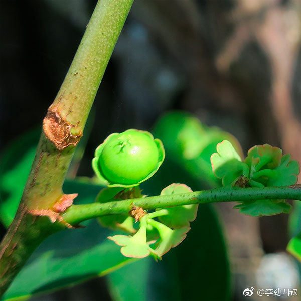 hook. f.)别名:黑面叶