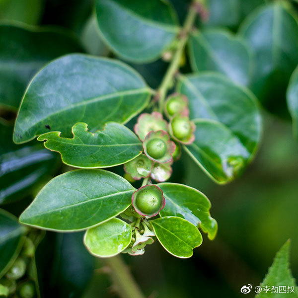 hook. f.)别名:黑面叶