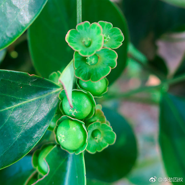 hook. f.)别名:黑面叶