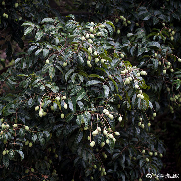 raeusch.)橄榄科橄榄属乔木植物.高可达35米,胸径可达150厘米.