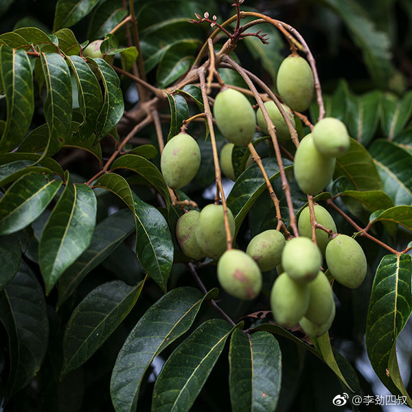 raeusch.)橄榄科橄榄属乔木植物.高可达35米,胸径可达150厘米.