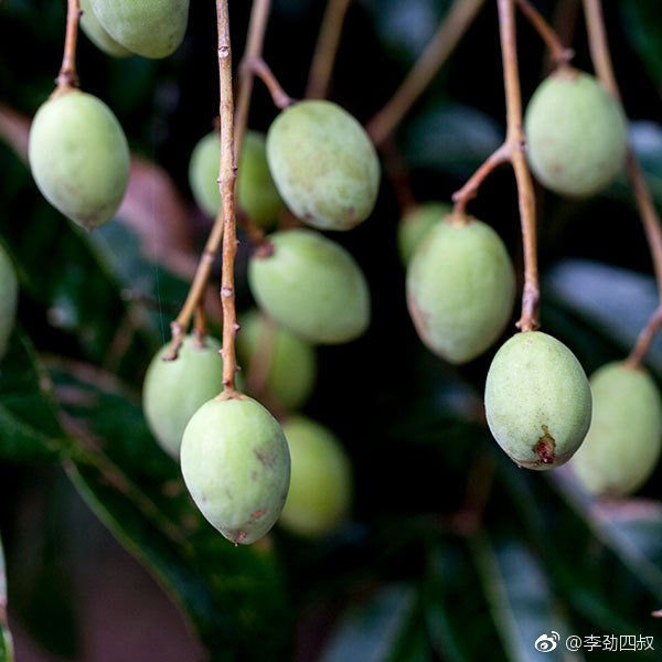 raeusch.)橄榄科橄榄属乔木植物.高可达35米,胸径可达150厘米.