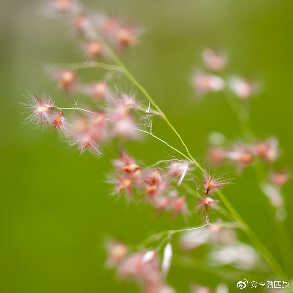 红毛草中药名为鸭跖草科植物裸花水竹叶murdannianudifloral