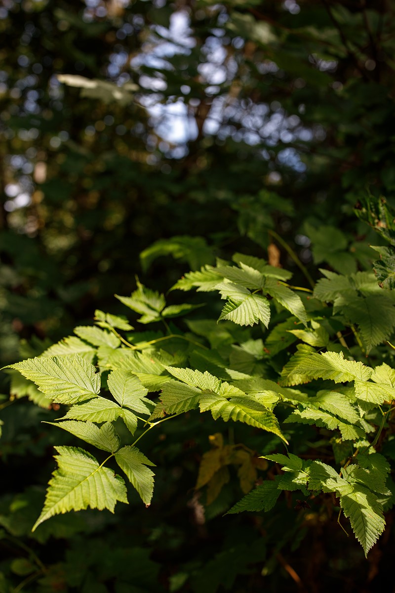 摄影欣赏丨佳能rf 50mm f1.2l usm镜头实拍样张欣赏