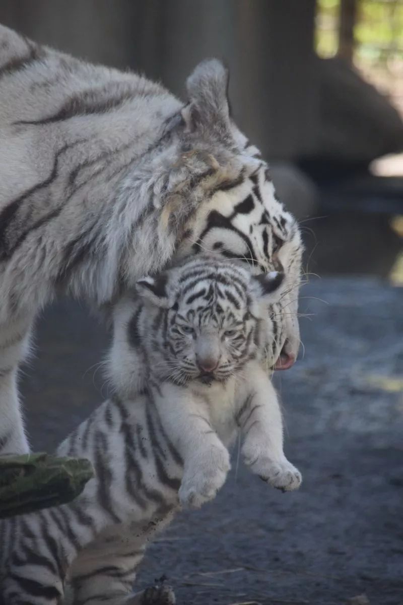 在虎妈妈面前完全没有面子可言的小老虎,内心是崩溃的