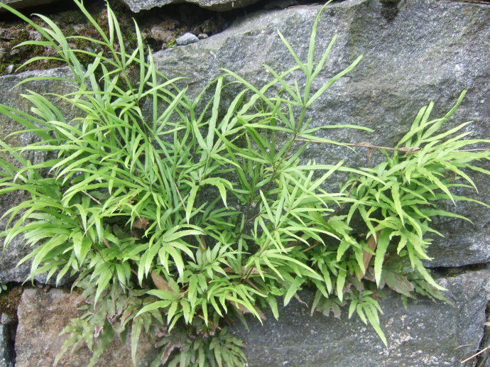 这种野草有个"仙气"的名字,能够清洁肠胃,但大多数人不知道|凤尾草