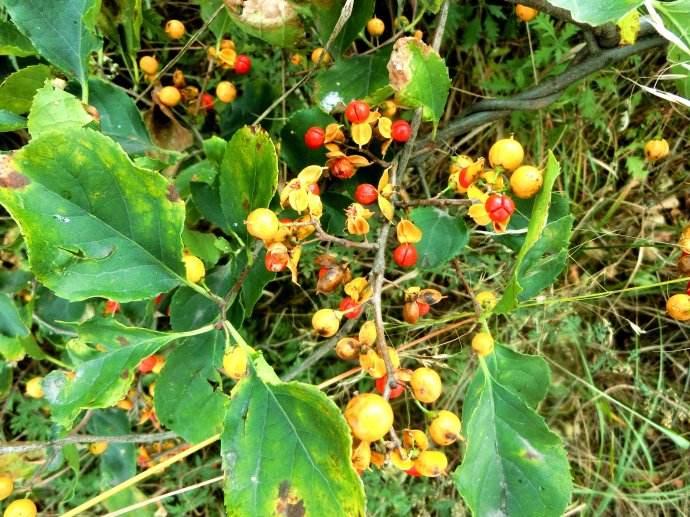 它常被当杂草砍掉城里种它欣赏却不知是贵重的南蛇藤