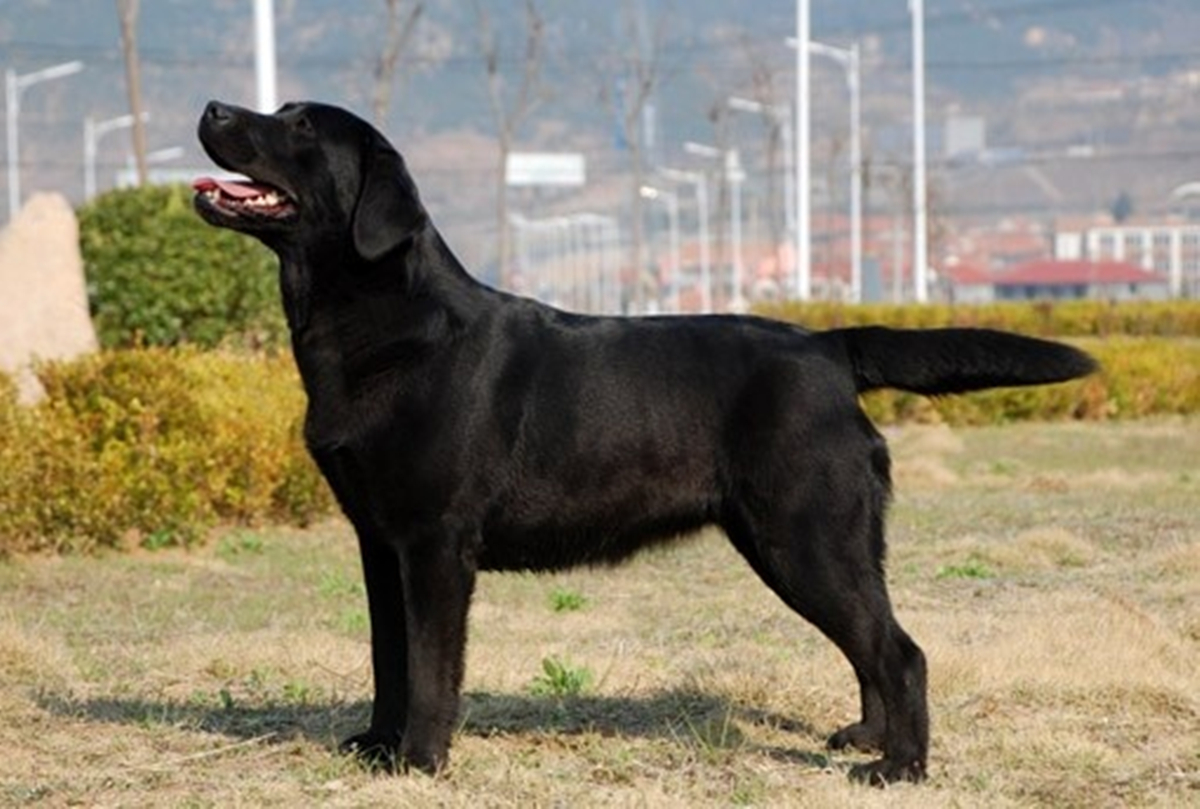 每次遛狗,小雨都能听到路边的人窃窃私语:快看,一条黑色的大金毛.