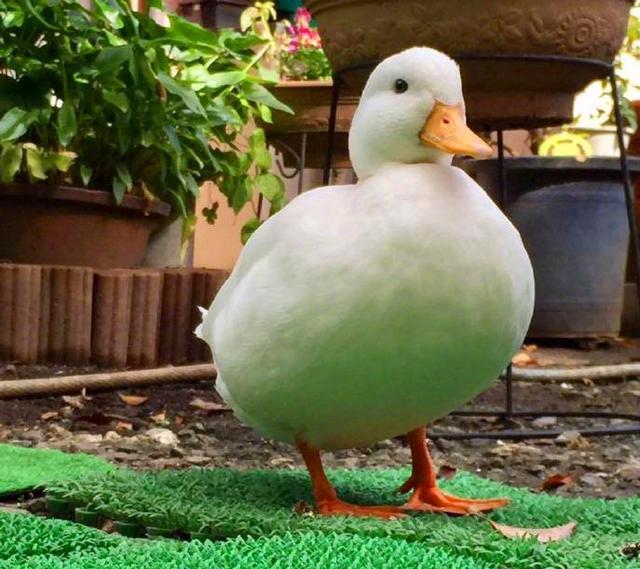 那只36d大胸的鸭子又双叒叕来了,我才不想摸一下呢