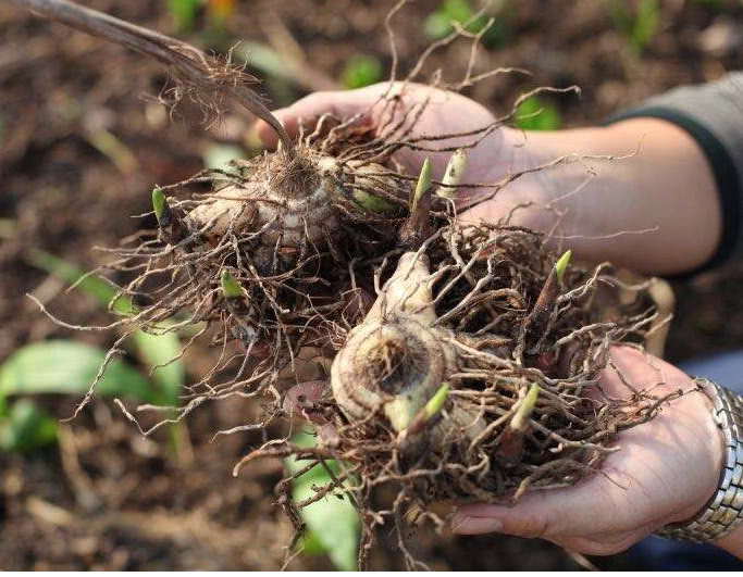 它就是白芨了,白芨有广泛的药用价值及园林价值.