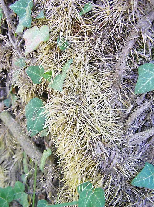 常青藤会长出很多地下根和一些气根,在枝条上面会长出一些不定根和