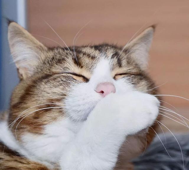 红透半边天的表情包大佬更新啦:猫咪卖萌的另类打开方式