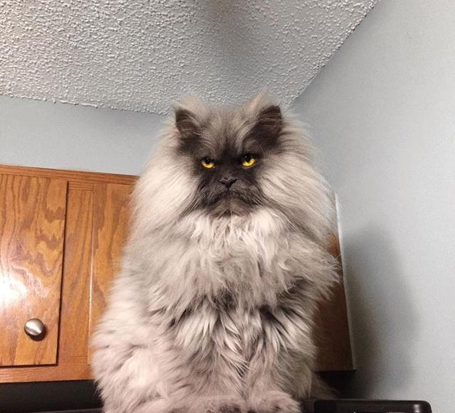 国外一只猫靠着生气的模样走红网络!实在是太搞笑啦!