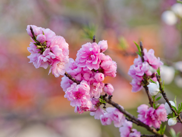 4月上旬,桃花暴涨,遇真爱,得佳人,有望年底结婚生子的生肖!