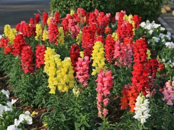 家里种上这10种靓丽的开花植物,整个院子春秋季节都是七彩的花卉