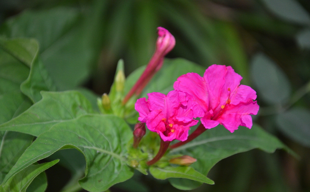 紫茉莉又叫胭脂花,洗澡花,煮饭花等,在我国各地均有一定的分布,不过