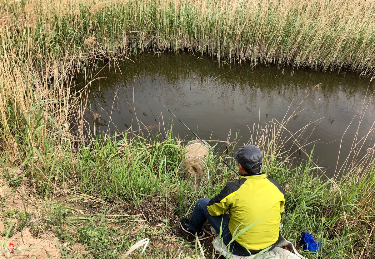 黄河全面禁渔垂钓爱好者为解瘾草窝下钩,没想到钓上黄金鲫鱼