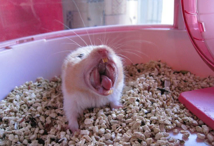 粮食|仓鼠|嘴巴_新浪新闻