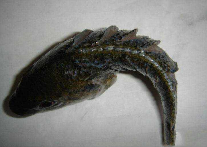 海南钓获的这种鱼乌漆嘛黑的,看起来有些恐怖的样子