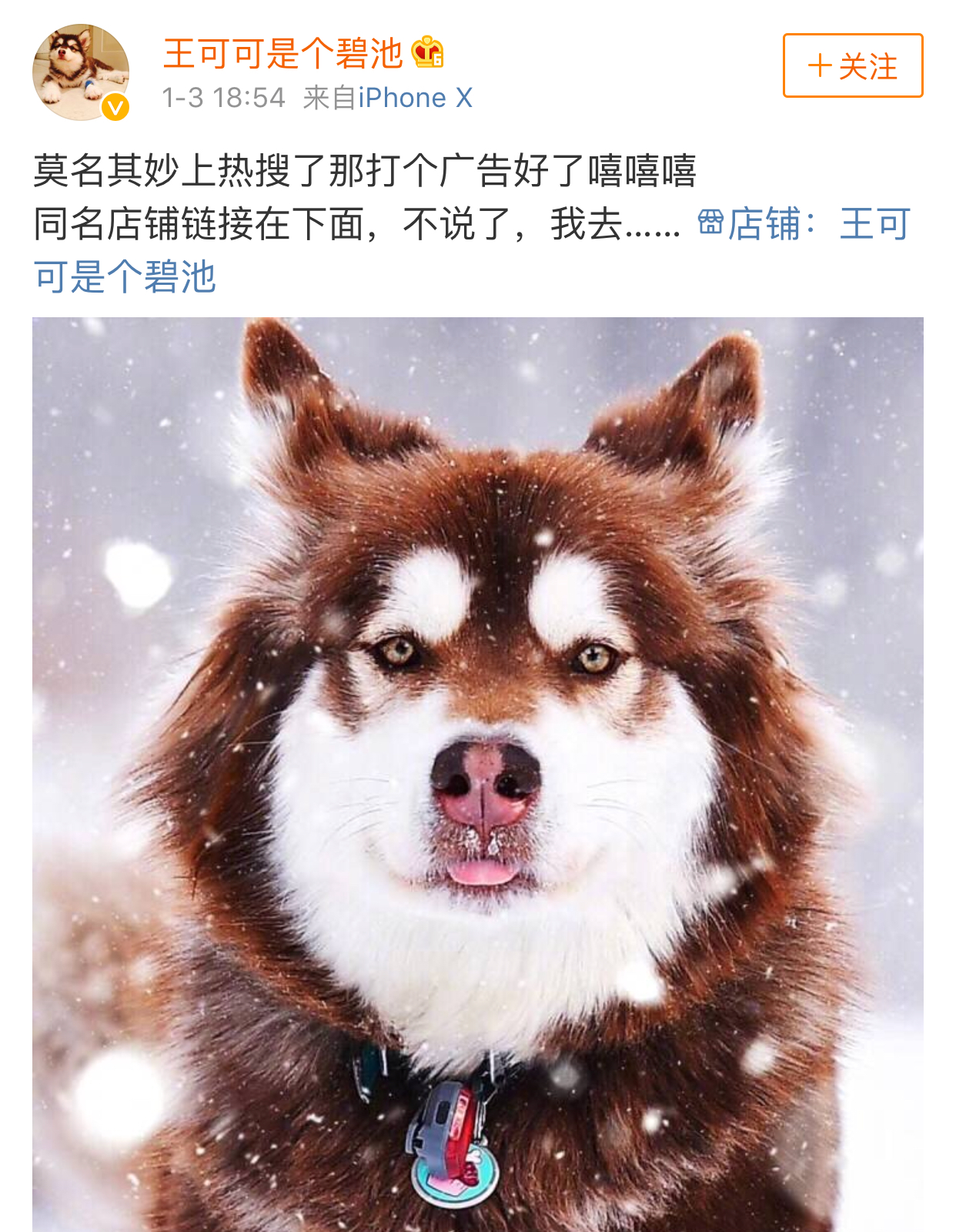 都说王思聪拿爱犬王可可炫富,你们都被骗了,这是一条会赚钱的狗|王可可|王思聪|爱犬_新浪新闻