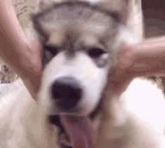 不多揉几下吗对,就这样,动作轻柔点看吧,摸狗头,揉狗脸就这样双