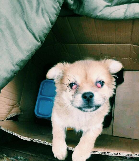 流浪狗眼睛通红, 女子路过一看心凉半截!