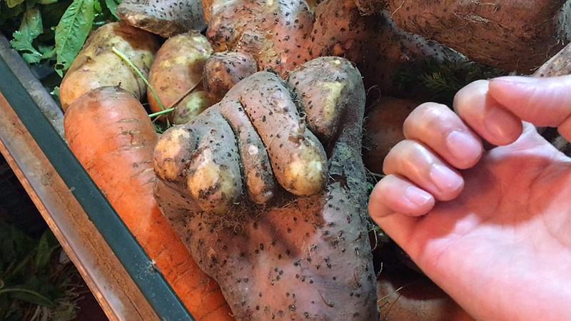 农民自家地里挖出来的怪异山药,长成这样,你敢吃吗