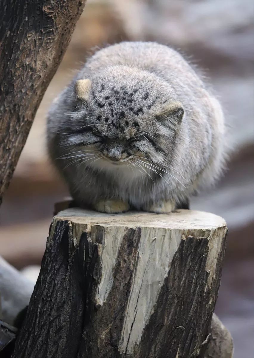 兔狲堪称动物界的表情包扛把子不接受任何反驳