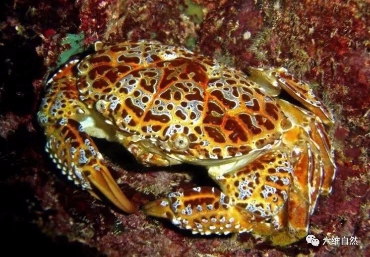 螃蟹中的眼镜蛇蟹有谁敢做第一个吃埋扇蟹的人