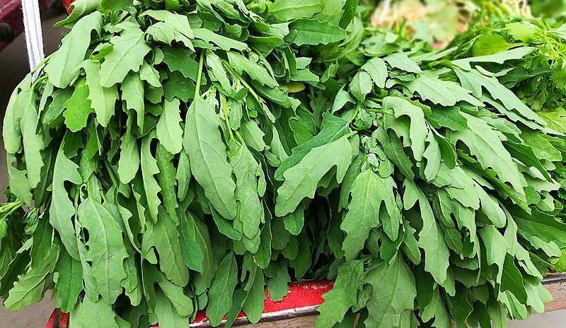 四月不吃这野菜亏死了,孩子吃补钙促生长,女人吃排毒通便效果好