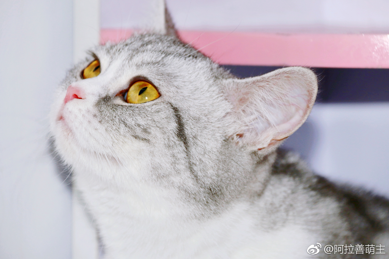 现在的猫 目无法纪 一言不合就卖萌 现在坏人那么多 现在的猫 目无法纪 一言不合就卖萌 现在坏人那么多