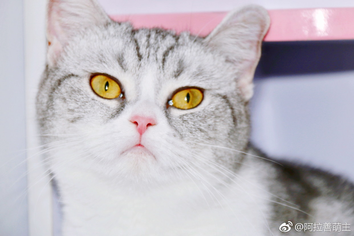 现在的猫 目无法纪 一言不合就卖萌 现在坏人那么多 现在的猫 目无法纪 一言不合就卖萌 现在坏人那么多