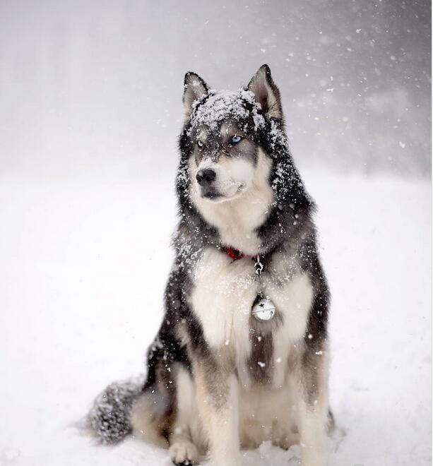 谁说哈士奇都是调皮捣蛋的, 瞧我家的二哈, 完全就是一枚君子