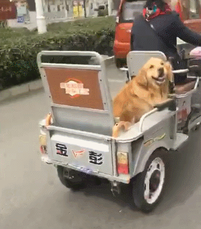 回眸一笑被暖到,可以进来看看这篇文章|宠物|金毛犬|狗狗_新浪新闻