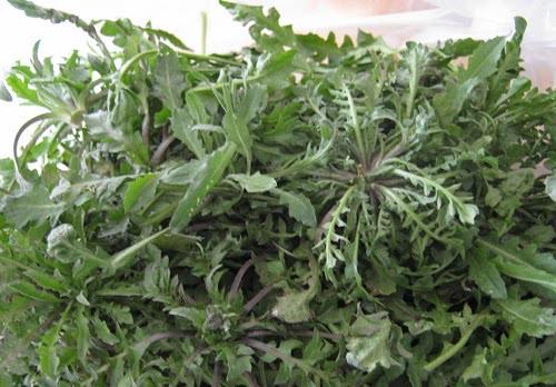 以前被农民小瞧的野菜,只有穷人才吃,如今被高看,卖5元一斤