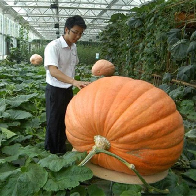 你认识什么是转基因蔬菜吗?