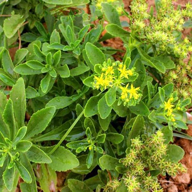 农民种植一次收20年算药食兼用新蔬菜亩产高不需农药化肥