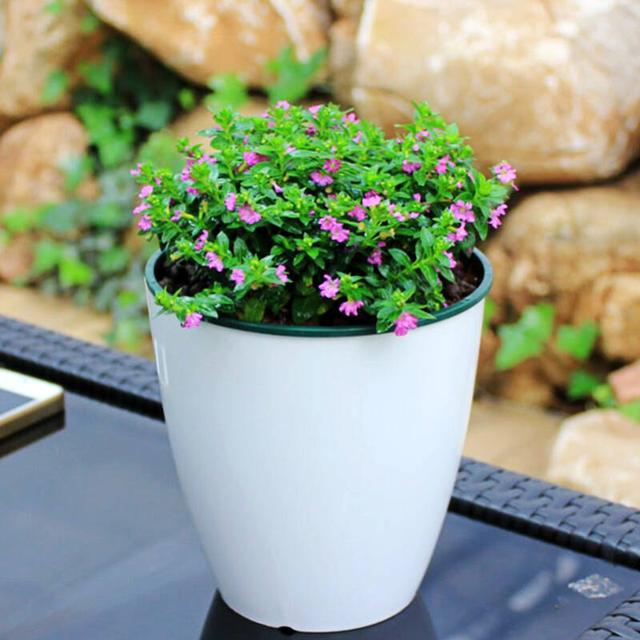 满天星盆景养护技巧观赏性极强天天开花