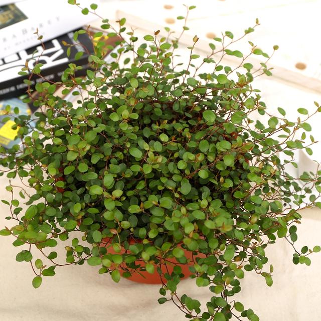 养护千叶兰不难,但想养好,这些技巧要记牢!