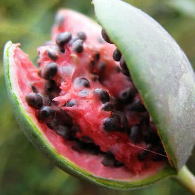 微型西瓜其貌不扬,直接吃有微毒,对于人们风湿病有着神奇的疗效