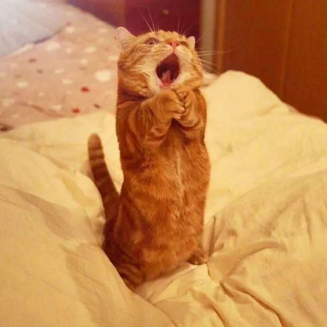 这只橘猫爱唱歌天天练习超勤奋是要出摊自己挣小鱼干么
